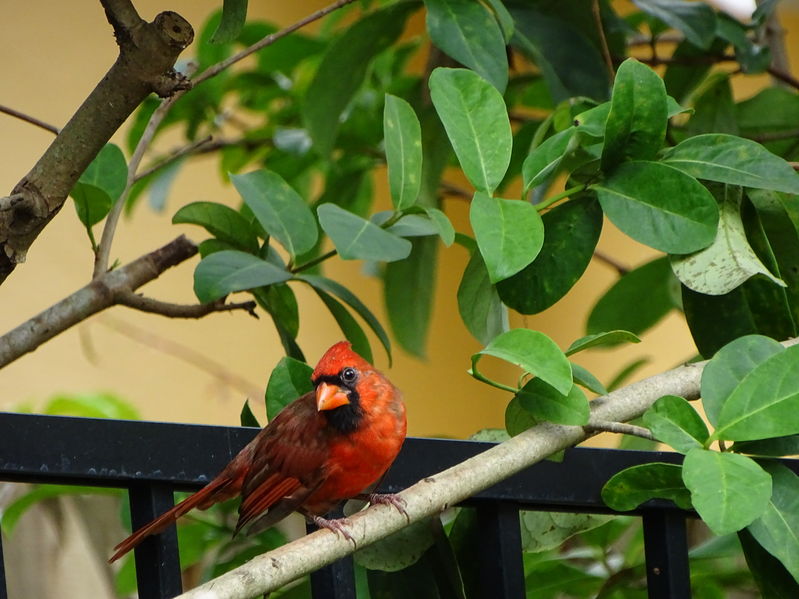 Feed Your Backyard Birds with the Best Cardinal Bird Feeder