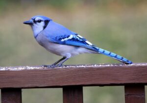best bird feeders for bluejays