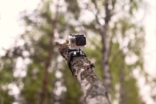 Bird Watching With GoPro Cameras